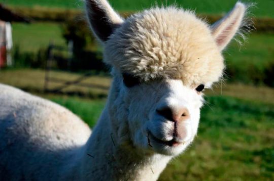 Ein flauschiges weißes Alpaka steht in einem sonnenbeschienenen Feld und blickt direkt in die Kamera.