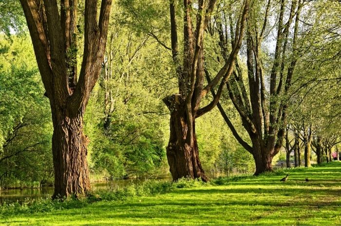 Hohe Bäume mit üppigen grünen Blättern in einer sonnigen Waldlichtung.